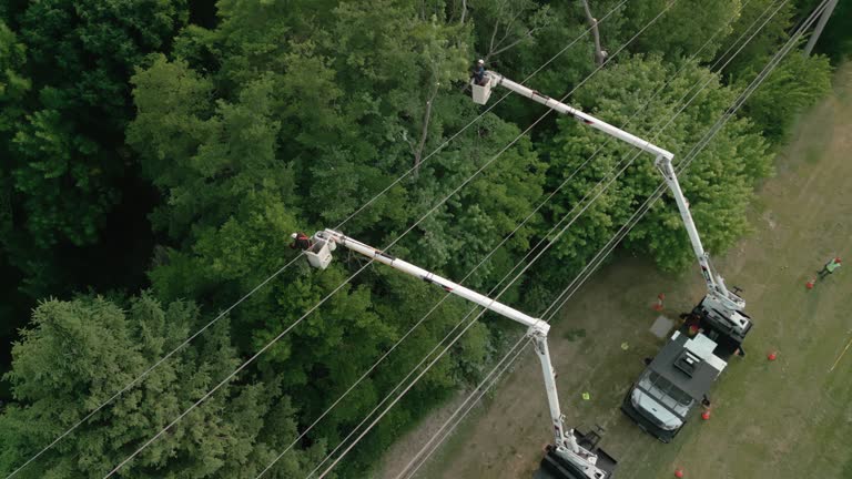 Brushy, OK Tree Services Company