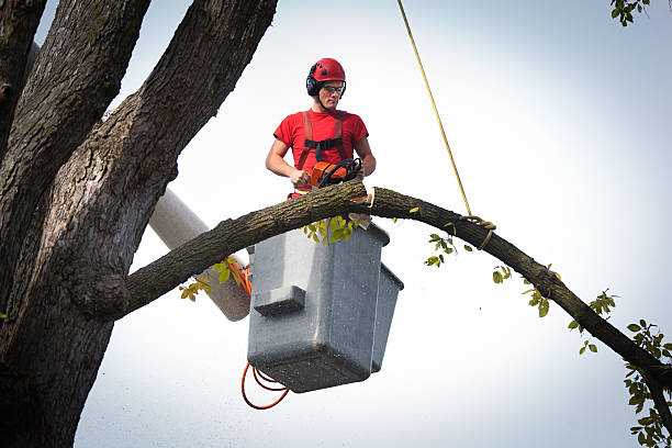 Best Tree Disease Treatment  in Brushy, OK