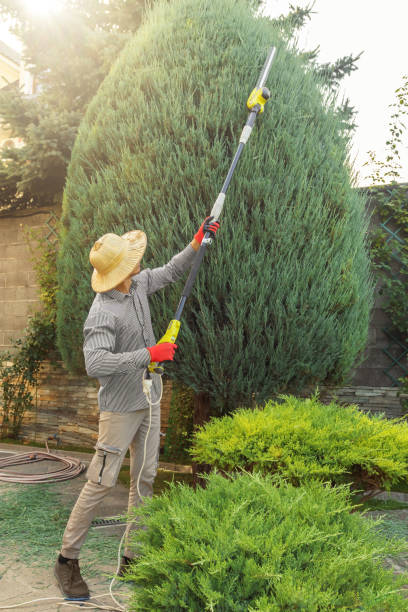 Best Lawn Disease Treatment  in Brushy, OK